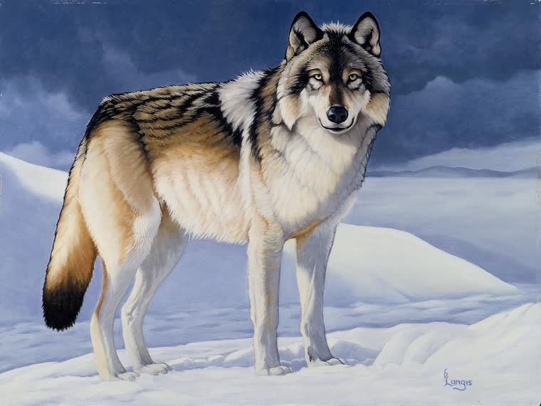 “A Cold Stare” — oil painting of a wolf by Bill Langis