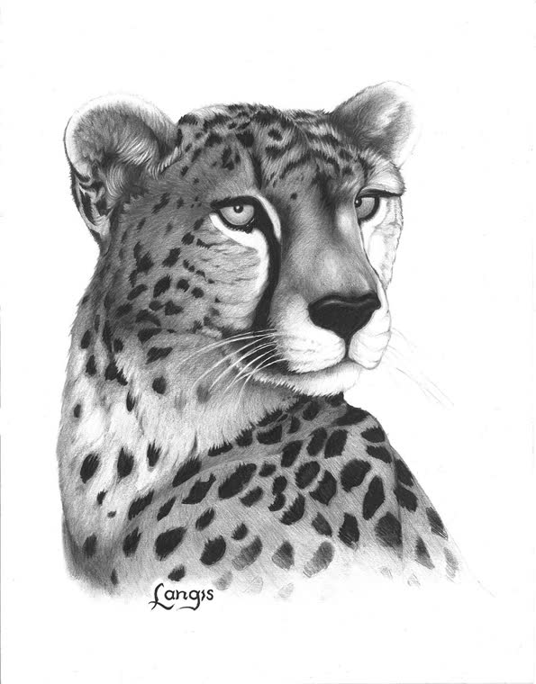 “A Look Back” — graphite pencil drawing of a cheetah by Bill Langis