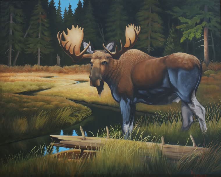 “A Quiet Place” — oil painting of a moose by Bill Langis