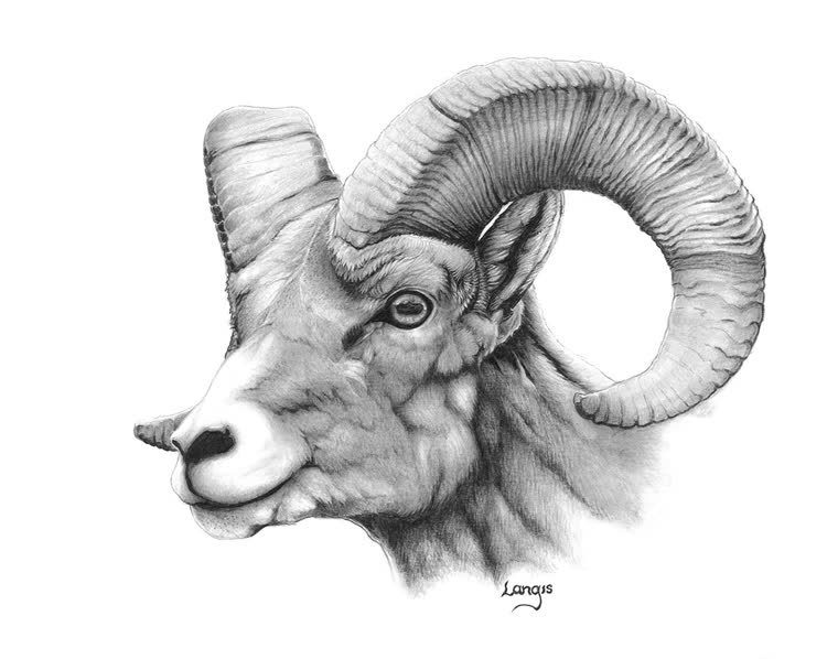 “Bighorn” — graphite pencil drawing of a bighorn ram by Bill Langis