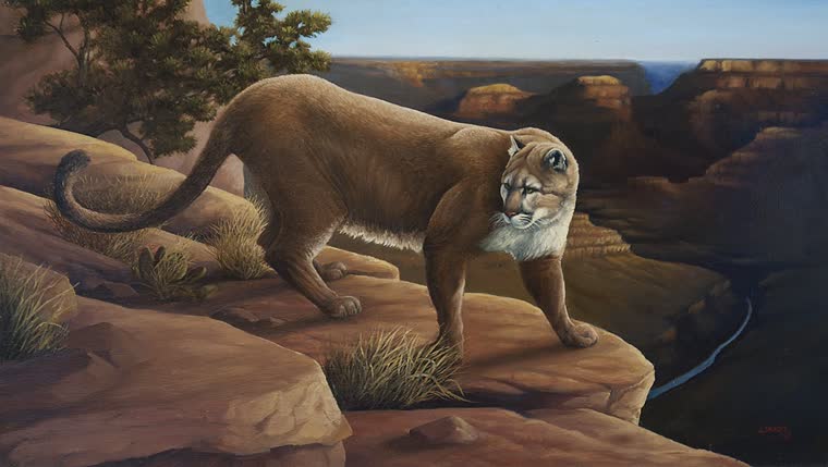 “Canyon Cougar” — oil painting of a puma by Bill Langis
