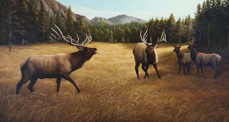 “The Challenger” — oil painting of a elk by Bill Langis