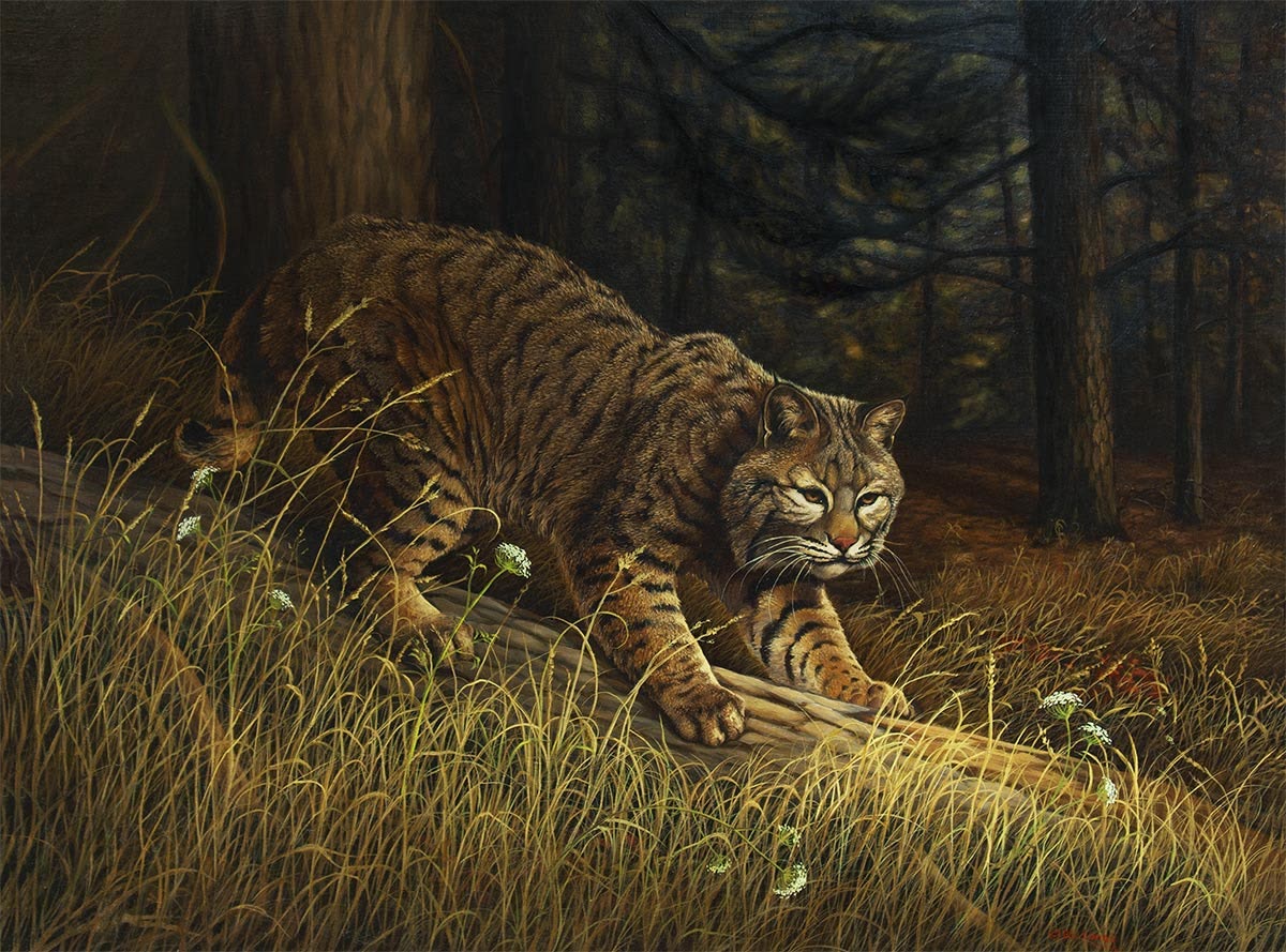 “Fire Eyes” — an original oil painting of a bobcat emerging from forest shadow, by Bill Langis