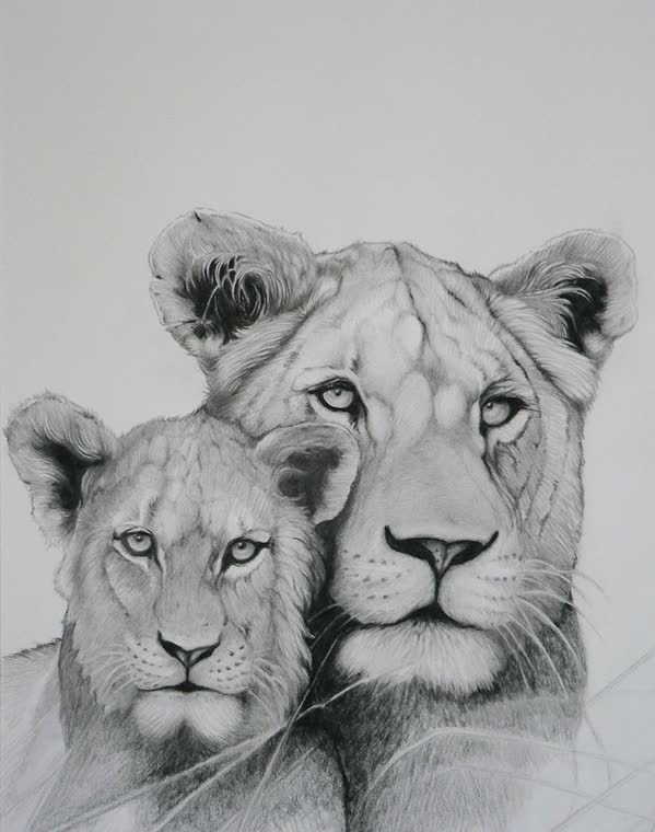 “Future King” — graphite pencil drawing of a lioness & cub by Bill Langis
