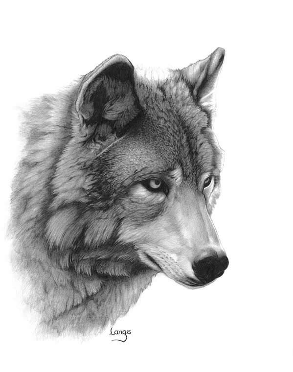 “Ghost” — graphite pencil drawing of a wolf by Bill Langis