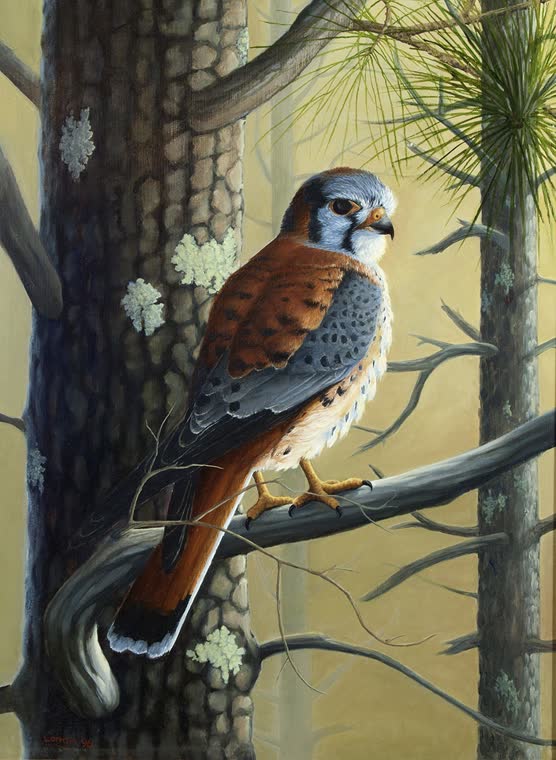 “Larger Than Life” — oil painting of a american kestrel by Bill Langis