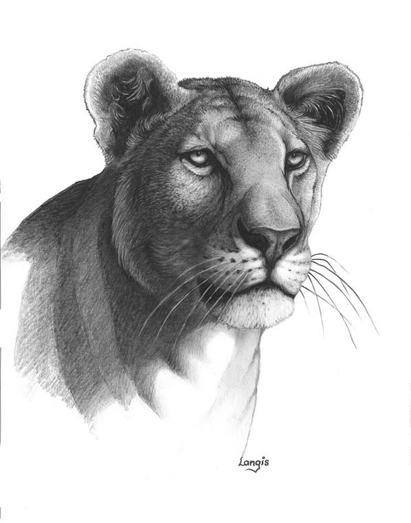 “Lioness” — graphite pencil drawing of a lioness by Bill Langis