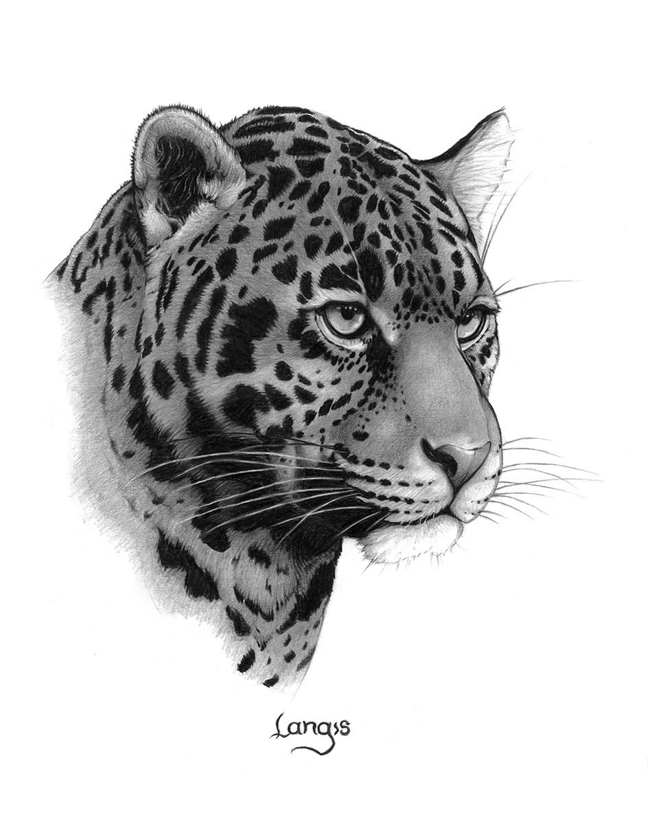 “Locked On” — graphite pencil drawing of a leopard by Bill Langis