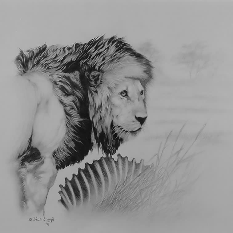 “Majesty” — graphite pencil drawing of a lion by Bill Langis