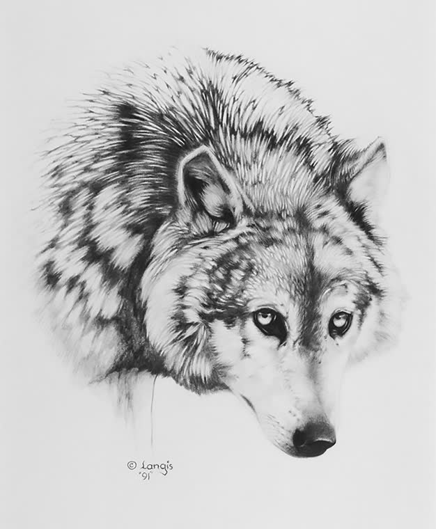 “Mirrors of the Soul” — graphite pencil drawing of a wolf by Bill Langis