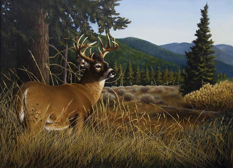 “Morning Buck” — oil painting of a whitetail deer by Bill Langis