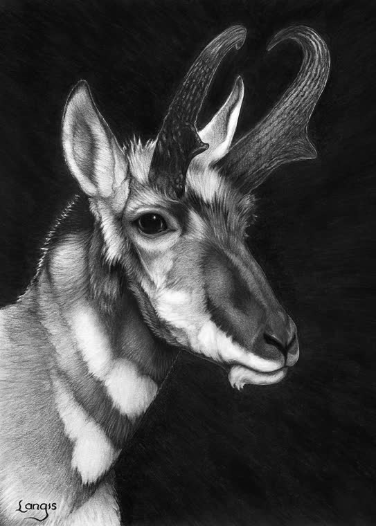 “Pronghorn” — graphite pencil drawing of a pronghorn antelope by Bill Langis