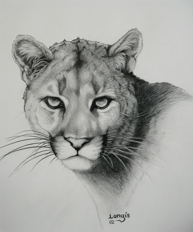 “Puma” — graphite pencil drawing of a mountain lion by Bill Langis