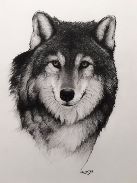 “Relentless” — graphite pencil drawing of a wolf by Bill Langis