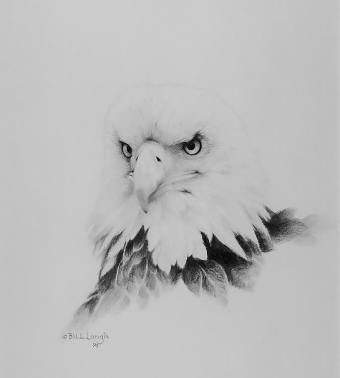 “Riveted” — graphite pencil drawing of a bald eagle by Bill Langis