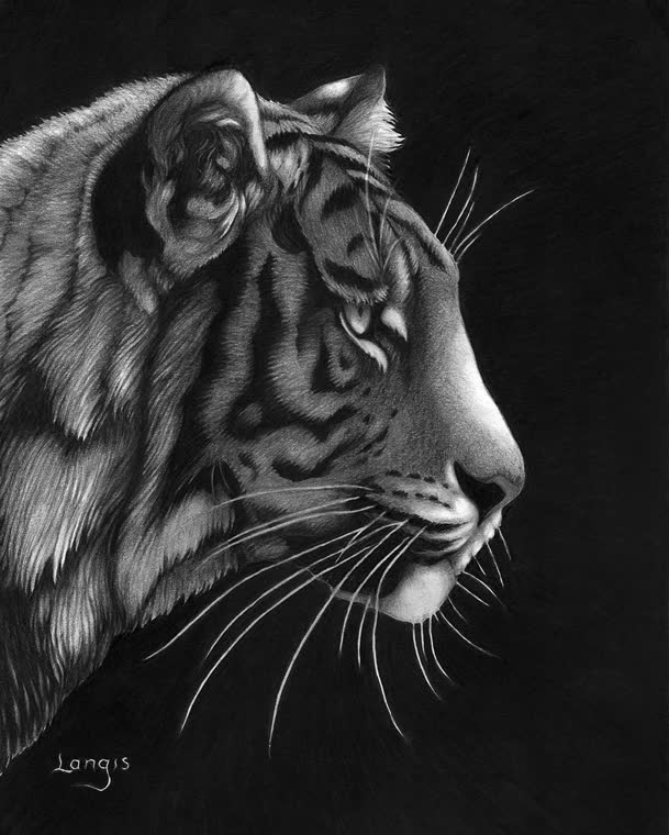 “Tiger” — graphite pencil drawing of a bengal tiger by Bill Langis