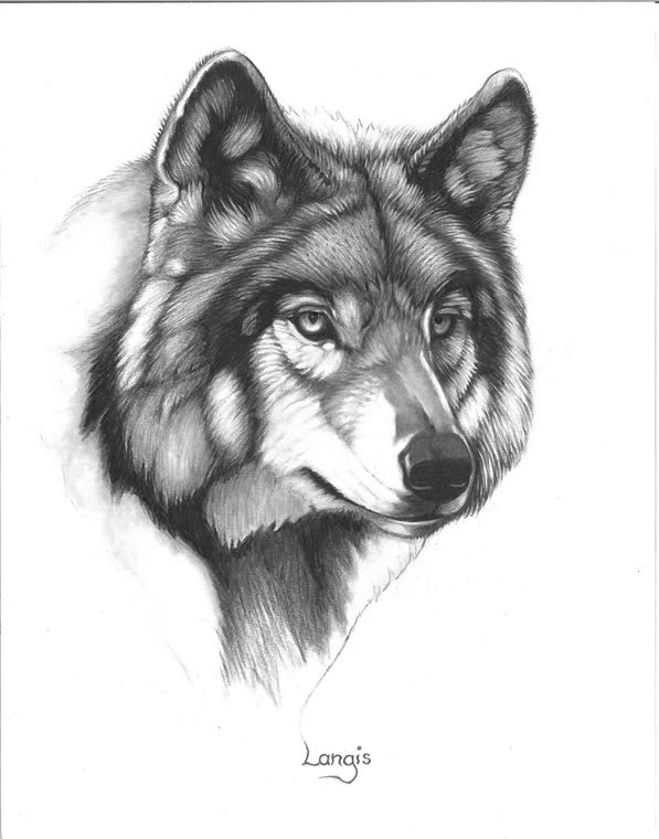 “Tracker” — graphite pencil drawing of a wolf by Bill Langis